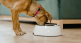 Perro, comedero, animales. Foto: Pexels.