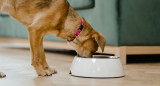 Perro, comedero, animales. Foto: Pexels.