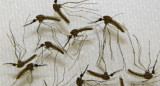 Dengue. Foto: NA.