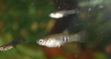 Peces. Fuente: Wikimedia