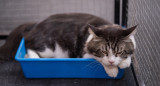 Piedritas, arenero, gatos. Foto: Freepik.