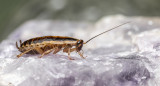 Cucaracha; insecto; plaga. Foto: Freepik.
