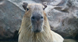 Capibara, carpincho. Foto: Unsplash.