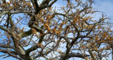 Árbol chañar. Foto: Instagram/parquenacionalansenuza