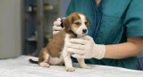 Veterinaria, animales. Foto Freepik