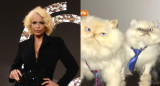 Los gatos de Daniela Cardone. Foto Canal26.com