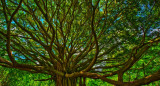 Árbol Thimmamma Marrimanu. Foto: Pinterest.