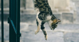 Gato, caída. Foto: Unsplash