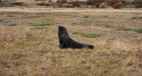El lobo marino en una estepa. Foto: CONAF