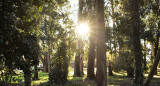 Bosque Peralta Ramos, Mar del Plata. Foto mardelplatasecreta.ar