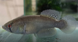 El pez Titanolebias calvinoi, una especie nueva. Foto: noasur.conicet.gov.ar
