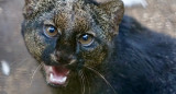 Jaguarundi, felino. Foto X @ZooBelize