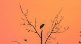 Halcones; incendios. Foto: Unsplash.