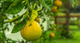 Limonero. Foto: Pexels.
