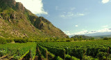 Viñedo Cafayate. Fuente: Wikipedia