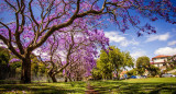 El árbol de jaracandá, considerado el más lindo del mundo. Foto: Unsplash.