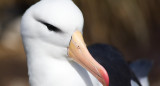 Albatros errante, ave. Foto: Pixabay.