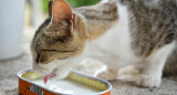 Gato. Fuente: Pexels