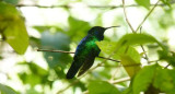 Colibrí ala de sable de santa marta. Foto: chapultepec