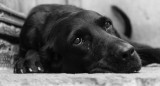 Perro; mascota. Foto: Unsplash.