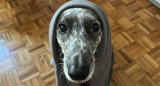 Perros, invierno, mascotas. Foto: Canal26.