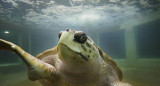 Tortugo Jorge. Foto: Prensa Municipalidad de la Ciudad de Mendoza