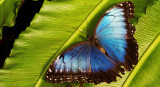 Mariposa bandera argentina. Foto: Freepik.