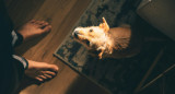 Muchos perros suelen lamer los pies de sus dueños. Foto: Unsplash.