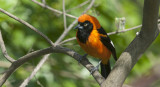 Pitohui encapuchado. Foto: Freepik.