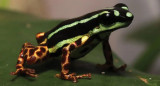 Ranitomeya aquamarina, sapo de la Amazonia. Foto: Noticias Ambientales