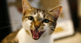 Gatos; felinos; maullidos. Foto: Unsplash.