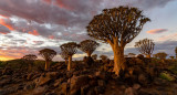 Árbol de sangre de dragón. Foto: Freepik.