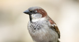 Gorriones, aves. Foto: Noticias Ambientales