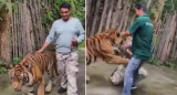 Tigre ataca a un hombre que intentaba sacarse una selfie en Tailandia. Foto: Captura de video.