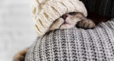 Gato abrigado, ola de frío. Foto: Freepik