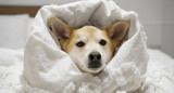 Perro abrigado, ola de frío. Foto: Freepik