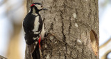Pájaro carpintero. Foto: Freepik