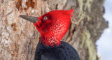 Pájaro carpintero. Foto: Freepik