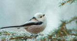 Pájaro "hada de la nieve". Foto: Pinterest.