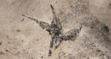 Flor aislada de Stellula meridionalis. Foto: CONICET