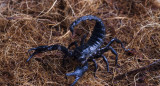 El escorpión. Foto: Freepik