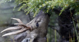 Un huemul fotografiado en la Patagonia. Foto: EFE