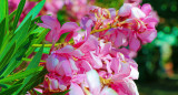 Bignonia, flor. Foto: Freepik.