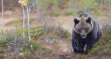 Oso pardo. Fuente: EFE
