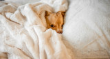 Por qué los perros deciden dormir en una almohada. Foto: Unsplash.
