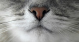 Gatos; felinos; mascotas. Foto: Unsplash.