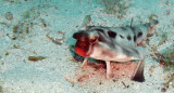 Pez murciélago. Foto: Wikipedia