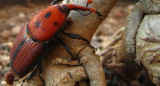 Picudo rojo. Foto FREEPIK