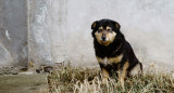 Perro abandonado. Foto: Unsplash