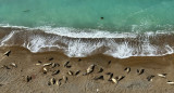 Elefantes marinos del sur en Chubut. Foto: Valeria Falabella - WCS Argentina